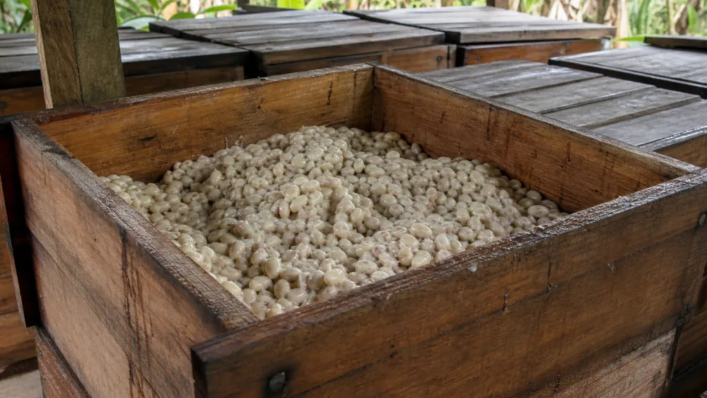 Cacao beans fermenting in wooden boxes at an origin farm