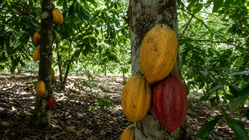 Cocoa pods growing on trees in an organic plantation